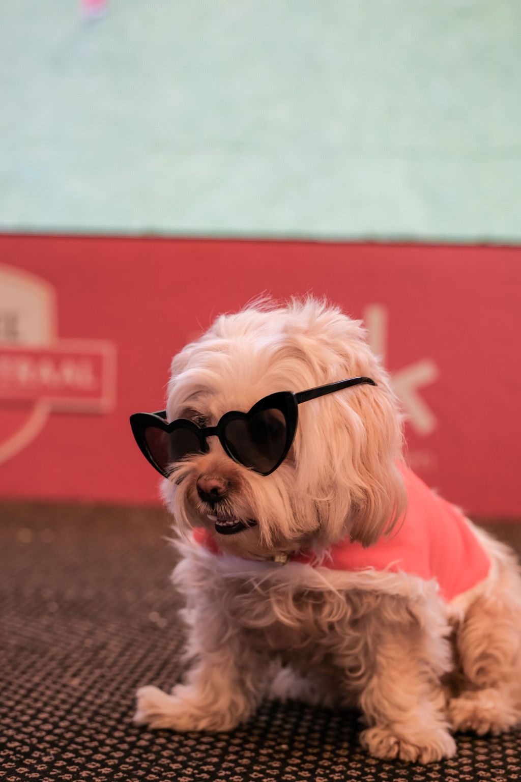 UBK at Mövenpick Jumeirah Lakes Towers Raises a Glass for Dubai’s Most Loyal Companions with “Paws &&nbsp;Pour”